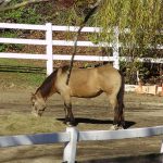 white split rail horse fence