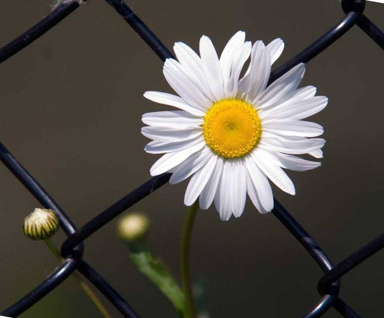 fence flower